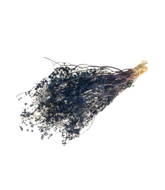 LDD Bleu foncé séché Gold Screen | Bupleurum Open dried flowers | Longueur 55 centimètres | Par 20 pièces