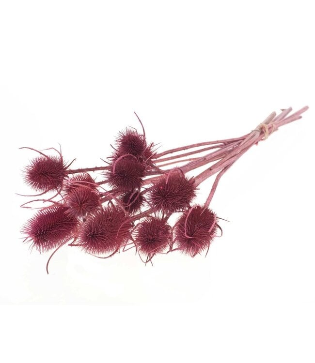 Pink dried Daardbol | Chardon dried flowers | Length 55 centimetres | Order per 15 bunches