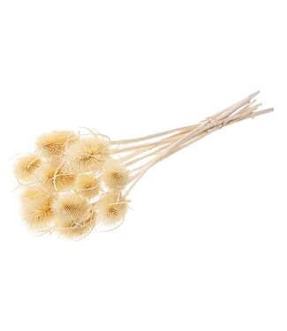 LDD Bleached white dried thistle | Chardon dried flowers | Length 55 centimetres | Per 15 pieces