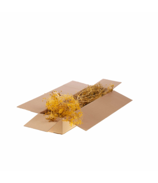 LDD Yellow dried Gold Screen | Bupleurum Open dried flowers | Length 55 centimetres | Per 4 pieces