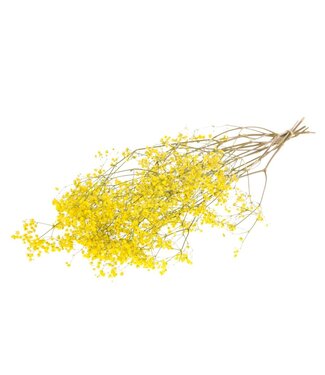 LDD Gypsophila yellow | Per 20 stuks