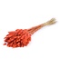 Lagurus ovatus  burnt orange | Per 30 stuks te bestellen