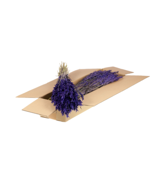 LDD Haver (avena)  purple | Per 5 stuks