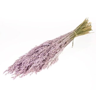 LDD Matte lilafarbene getrocknete Haferflocken | Avena getrocknete Blüten | Pro 25 Stück