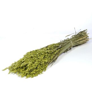 LDD Avoine verte séchée | Avena fleurs séchées | Par 25 pièces