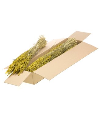 LDD Avoine séchée jaune | Avena fleurs séchées | Par 5 pièces