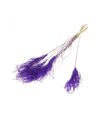 LDD Fluffy reed grass10pc purple | Per 20 stuks