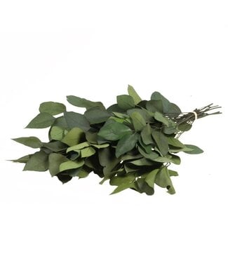 LDD Eucalyptus stuartiana preserved moss green ( x 25 )