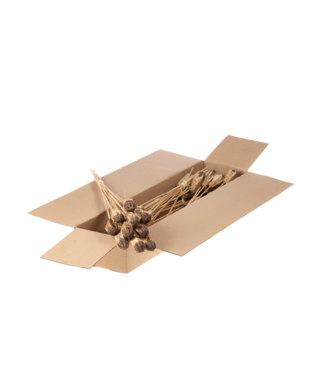 LDD Mahogany o/s 10pc  natural | Per 5 stuks