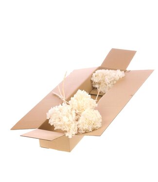 LDD Hydrangea s.petal preserved 3pc SB bleached white | Per 3 stuks