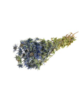 LDD Eryngium 'blue star' natural blue | Per 15 stuks