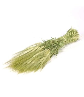 LDD Gerst (hordeum) natural green ( x 20 )