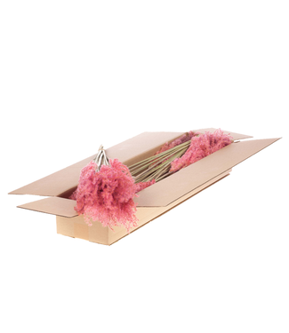 LDD Fluffy reed grass 10pc SB pink | Per 5 stuks