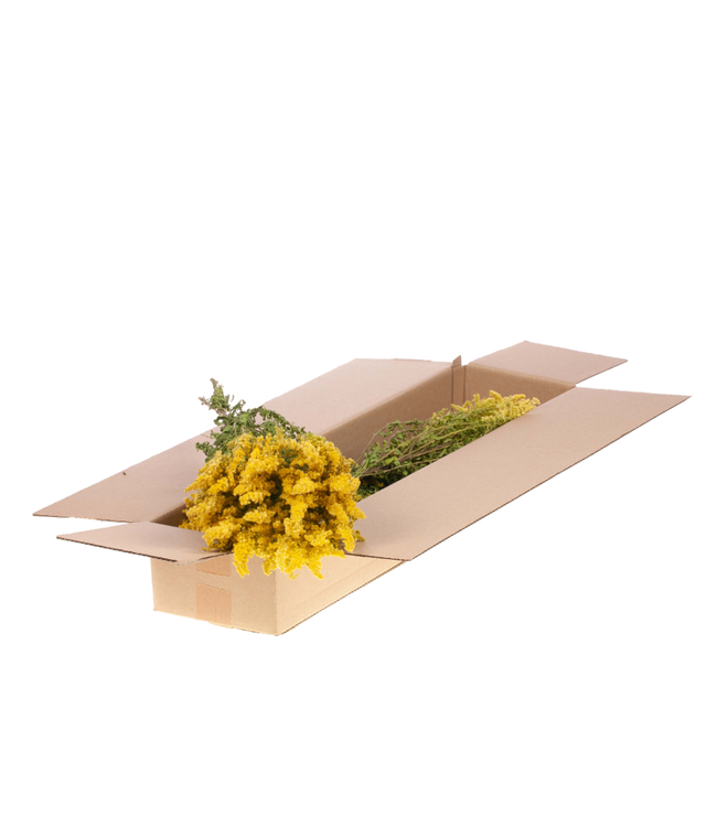 Naturelle gele gedroogde Solidago | Guldenroede droogbloemen | Per 4 bossen te bestellen