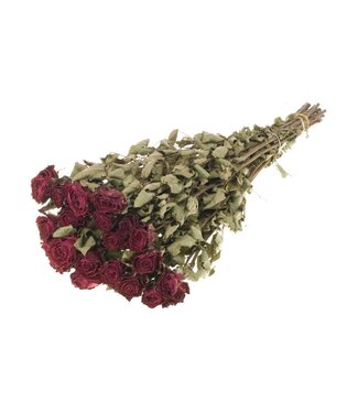 LDD Roses 'Bright Torch' 10pc natural dark red | Per 15 stuks