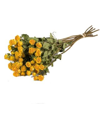 LDD Roses spray yellow natural | Per 20 stuks