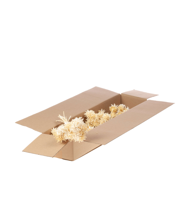 Plumosum branch 10pc SB bleached white | Per 5 stuks te bestellen