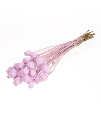 LDD Mat lilac coloured dried poppy | Per 20 bunches