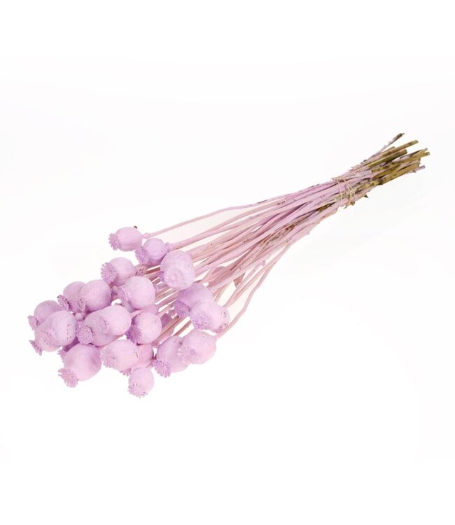 Matt lilac coloured dried poppies | Ordered per 20 bunches