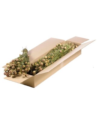 LDD Natural green dried Nigella | Miss-in-the-green dried flowers | Per 3 pieces