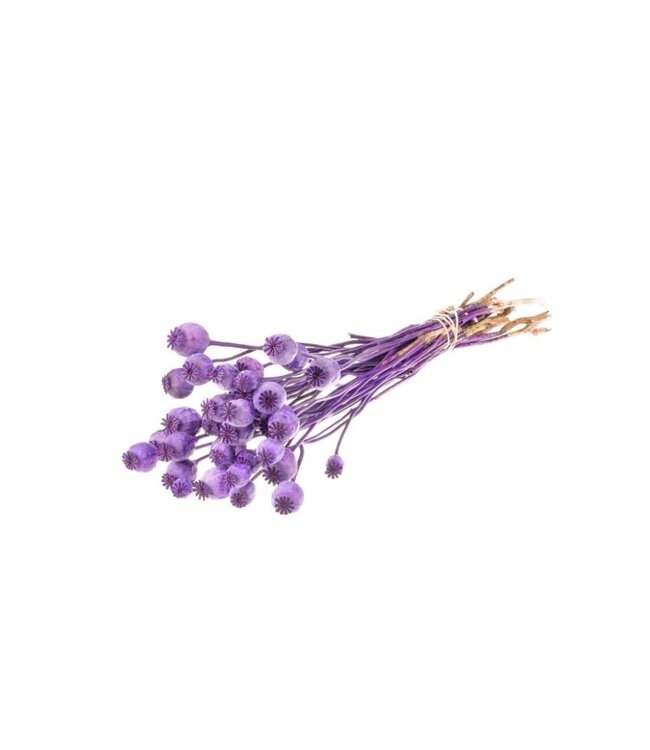 Coquelicots séchés violets | Commande par 20 bottes