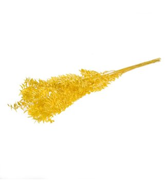 LDD Ruscus préservé jaune | Longueur 75 centimètres | Poids 150 grammes | Par 25 pièces