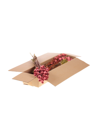 LDD Pink dried poppy | Per 4 bunches