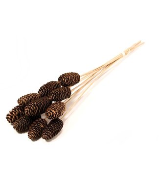 LDD Rai Cone 10-14 centimeter on stem 10pc natural | Per 15 stuks