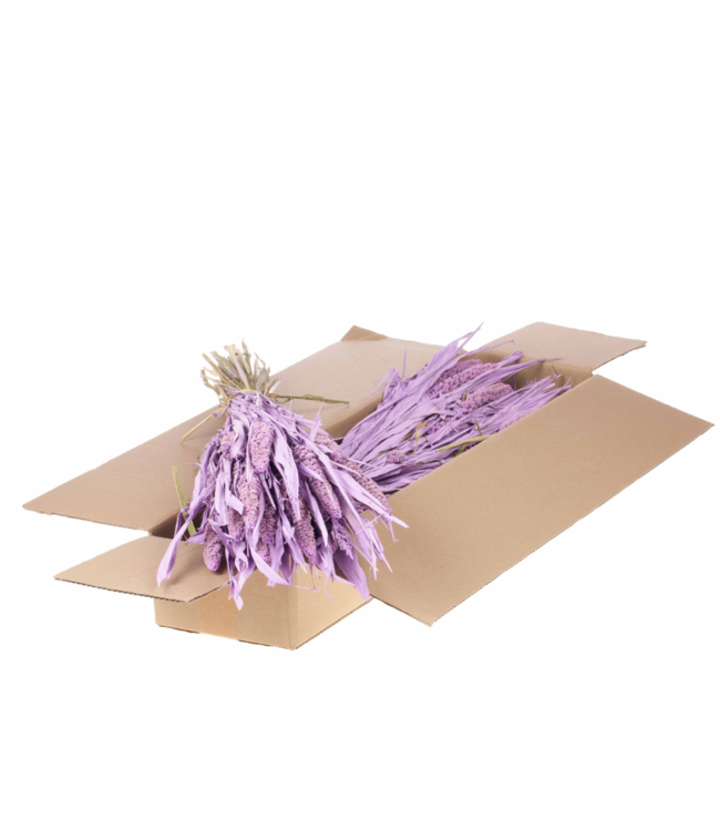 Setarea italica SB lilac misty | Per 3 stuks te bestellen