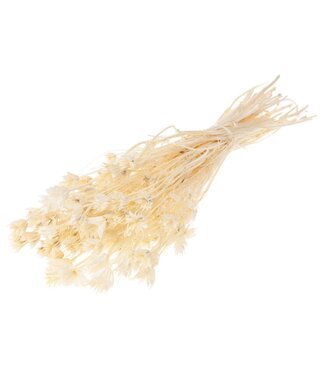 LDD White bleached dried Nigella Orientalis | Miss-in-the-green dried flowers | Per 15 pieces