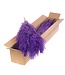 Pampasgras 115cm 5pc bunch SB purple ( x 4 )