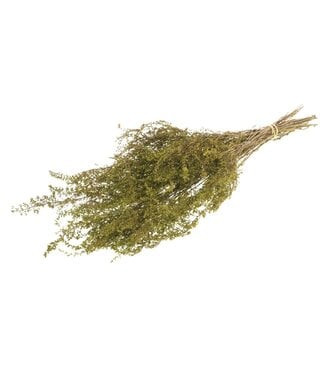 LDD Green dried Solidago | Goldenrod dried flowers | Per 25 pieces