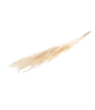 LDD Reed grass 10pc bleached white | Per 25 stuks