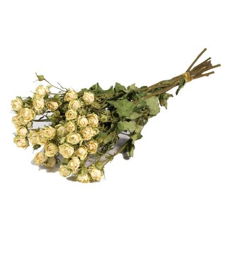 LDD Roses spray white natural | Per 20 stuks