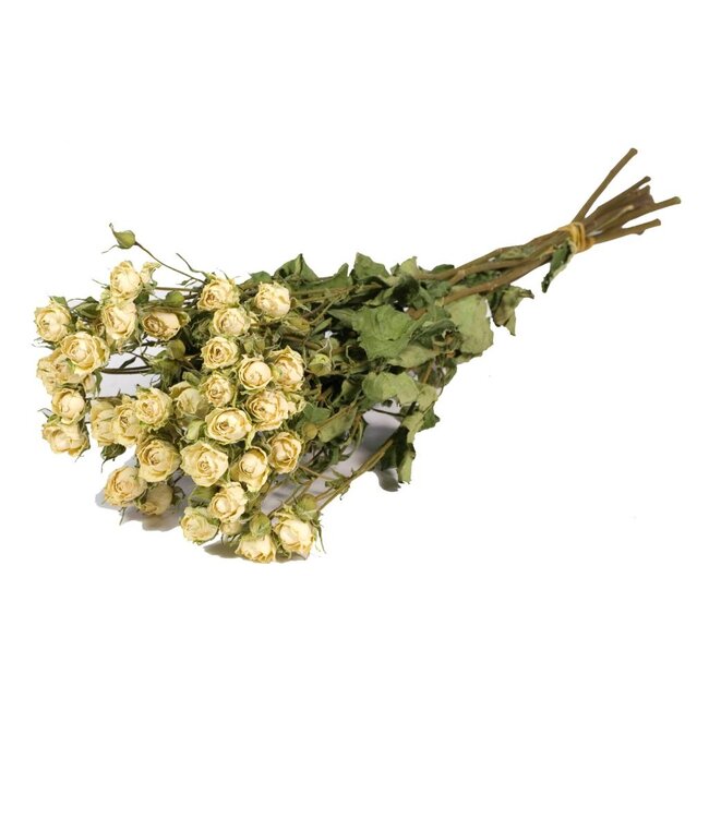 Roses spray white natural | Per 20 stuks te bestellen