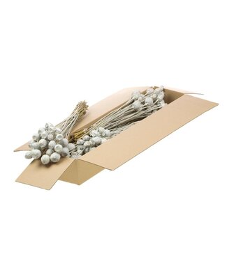 LDD Mat white dried poppy | Per 4 bunches