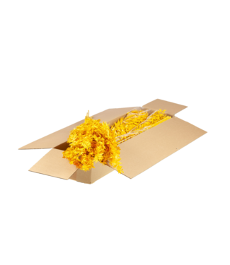 LDD Ruscus préservé jaune | Longueur 75 centimètres | Poids 150 grammes | Par 4 pièces