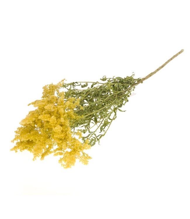 Solidago séché jaune naturel | Fleurs séchées de verge d'or | Commande par 15 bouquets