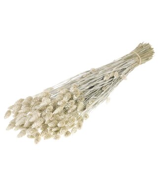 LDD Matt white dried canary grass | Phalaris dried flowers | Per 20 bunches