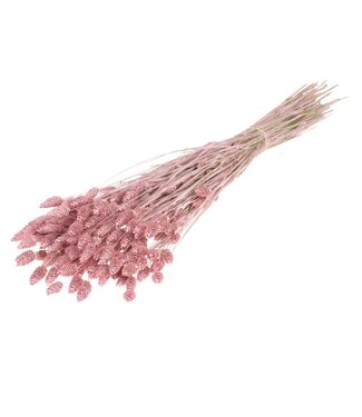 LDD Mat roze gedroogd Kanariegras | Phalaris droogbloemen | Per 20 bossen