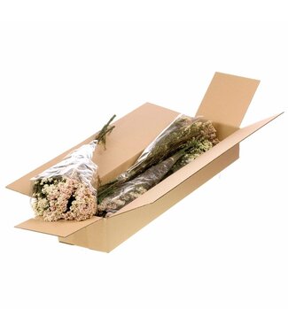 LDD Rice flower preserved SB natural white | Per 5 stuks