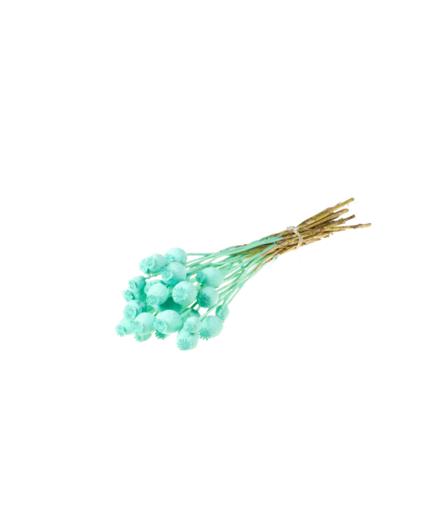 Coquelicots séchés bleu aqua | Commande de 20 bouquets