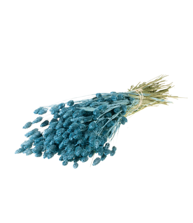 Matte blaue getrocknete Kanariengräser | Phalaris getrocknete Blumen | Bestellung pro 20 Sträuße