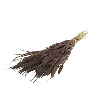 LDD Getrocknete Setaria Italica | Gelbe Trockenblumen | Pro 15 Bündel