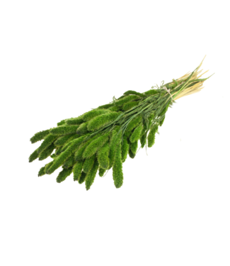 LDD Dried Setarea | Deep Brown dried flowers | Per 20 bunches