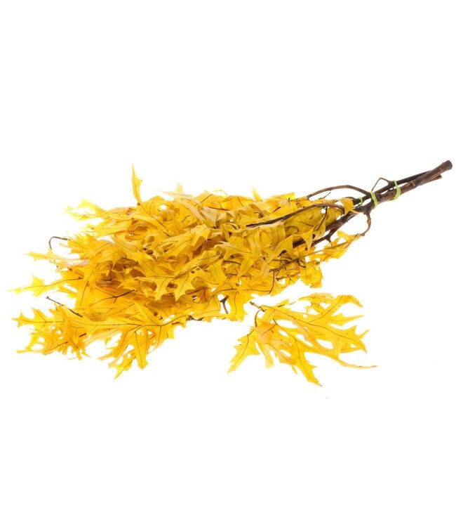 Scarlet Oak leaf preserved yellow | Per 12 stuks te bestellen