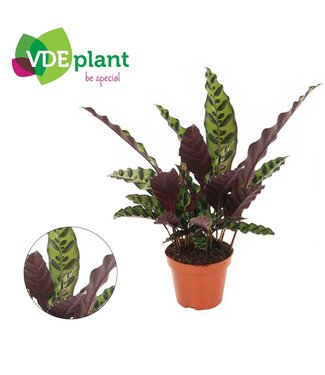 ME Calathea Insignis 12cm | Per 10 stuks