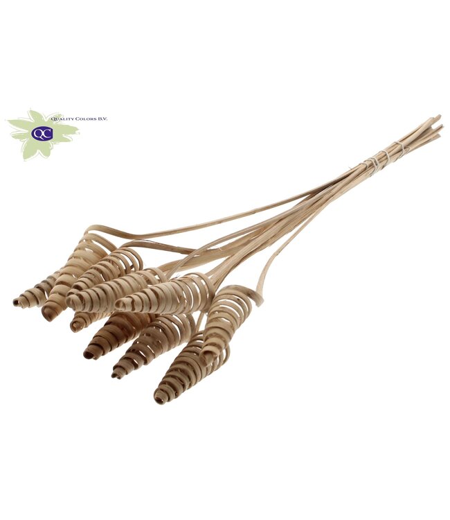 Cane Cone on stem Natural | Per 50 stuks te bestellen