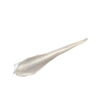 QC Calvao Carana Lgt 110-140 centimeter per pc Pearl White  | Per stuk