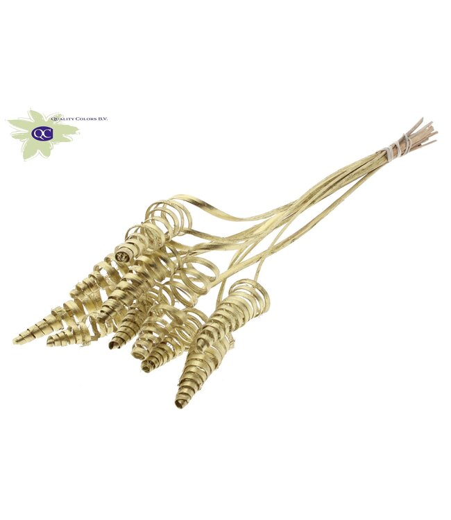 Cane Cone on stem Gold | Per 50 stuks te bestellen